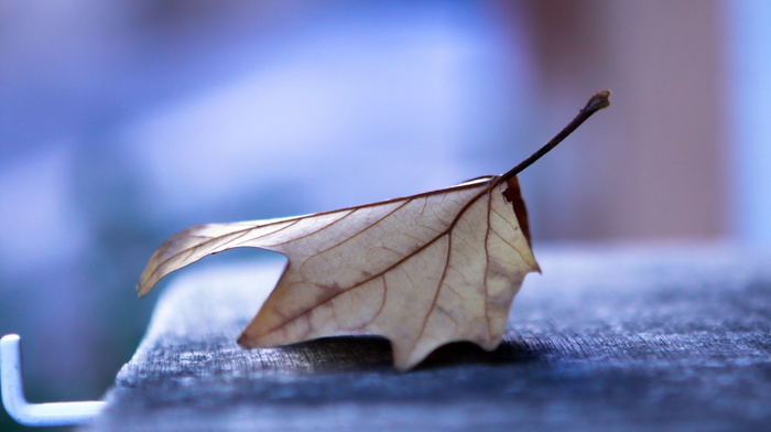 autumn, macro