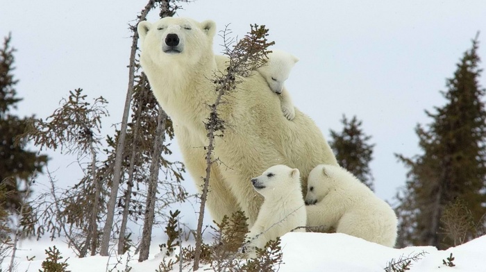 animals