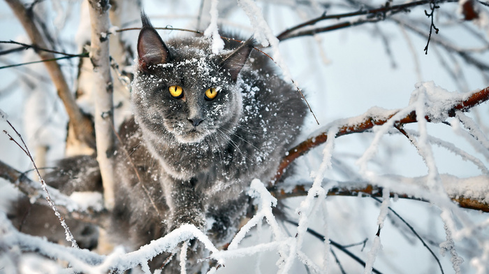 tree, winter, stunner