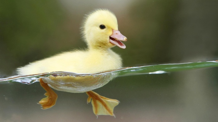 animals, water