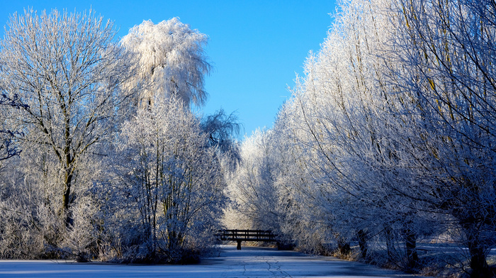 forest, pond, winter