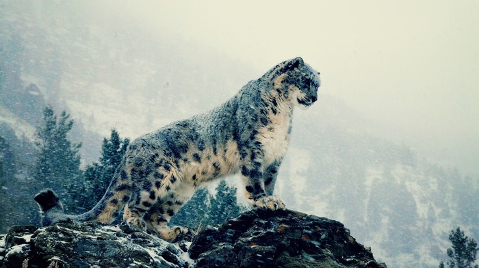 leopard, animals, snow, mountain