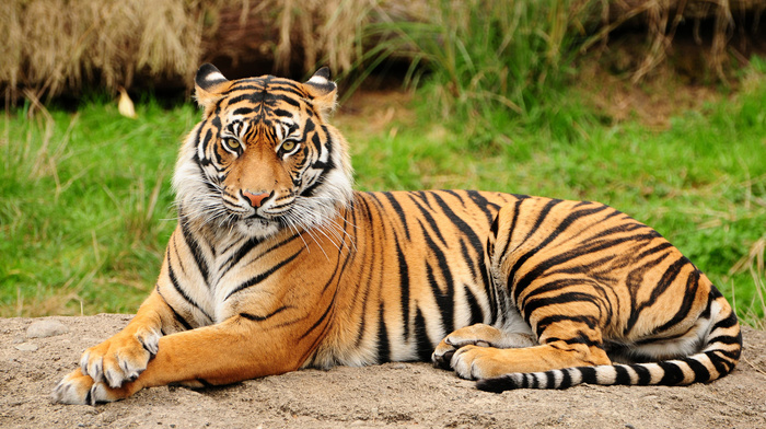 animals, tiger