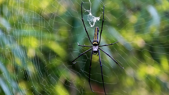 macro