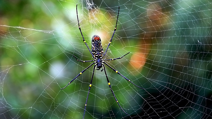 macro