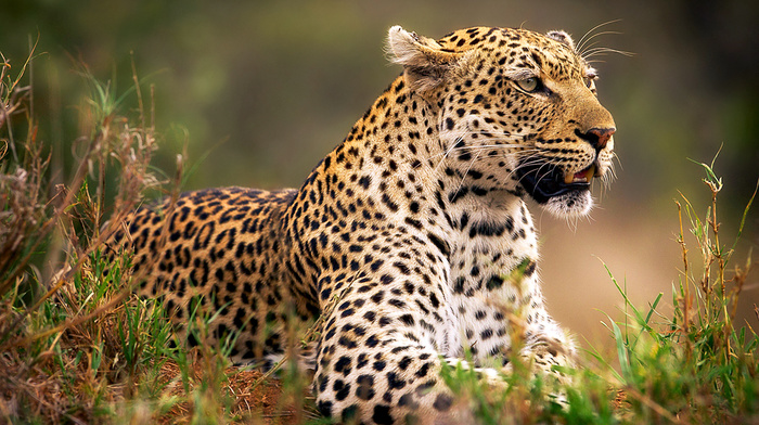leopard, grass, animals