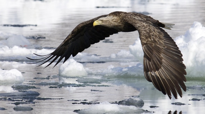 snow, ice, bird, river, eagle, animals, wings, winter, nature, beautiful