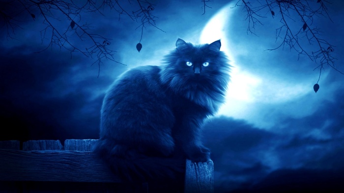 black, moon, clouds, night, cat, animals