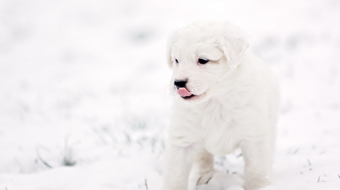 animals, puppy, white, winter, dog