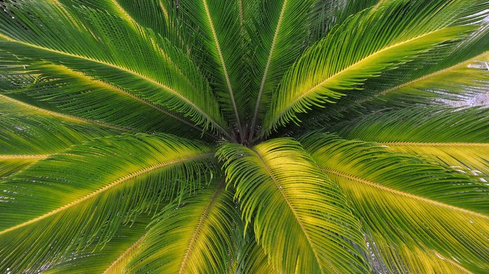 palm, green, summer, nature