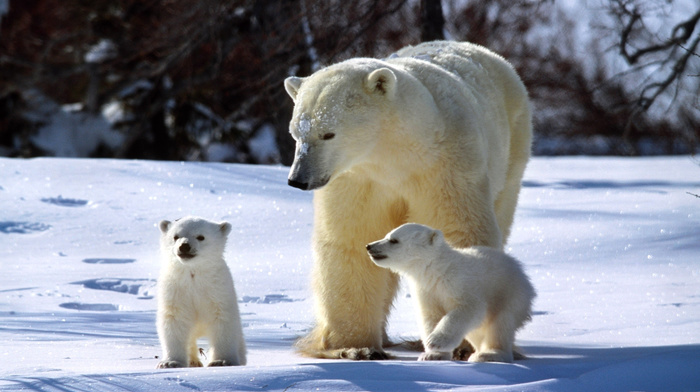 animals, snow