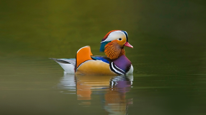 stunner, lake