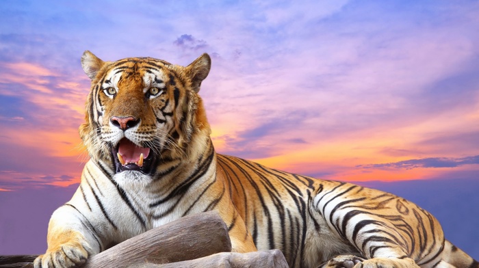 tiger, nature, animals