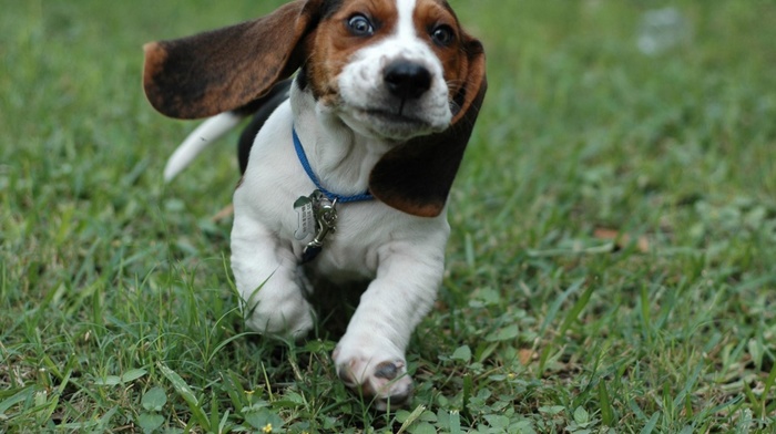 Beagles, puppies, animals, dog