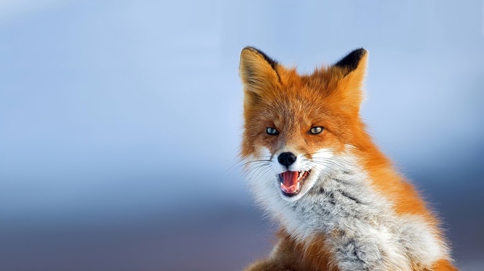 fox, animals