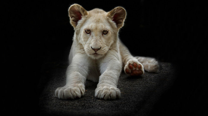 animals