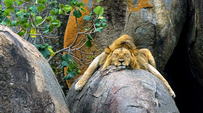 rocks, lion, animals