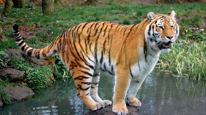 tiger, animals, water