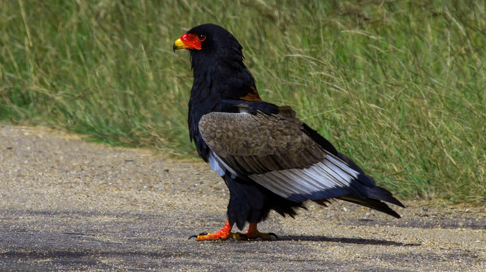 eagle, animals