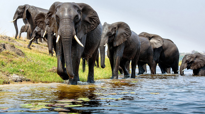 animals, river, elephants