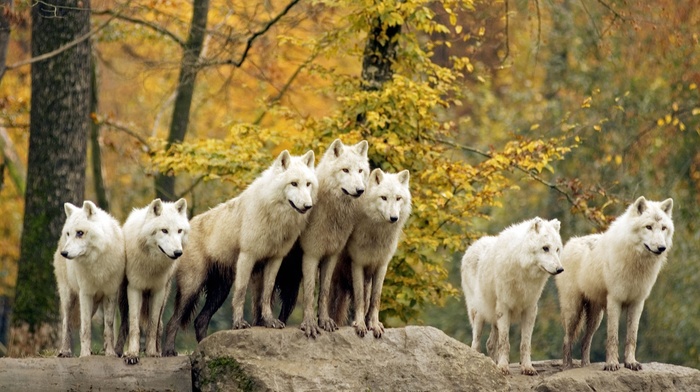 nature, animals