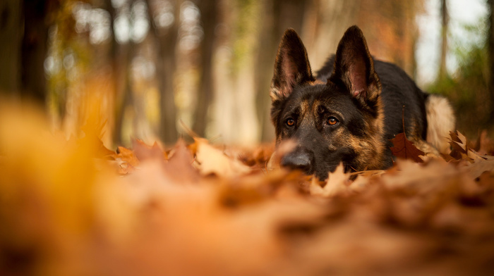 animals, nature, leaves, dog, autumn