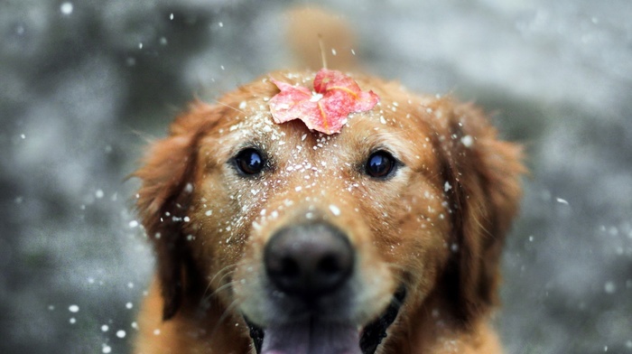 fall, leaves, animals, snow, dog, Labrador Retriever