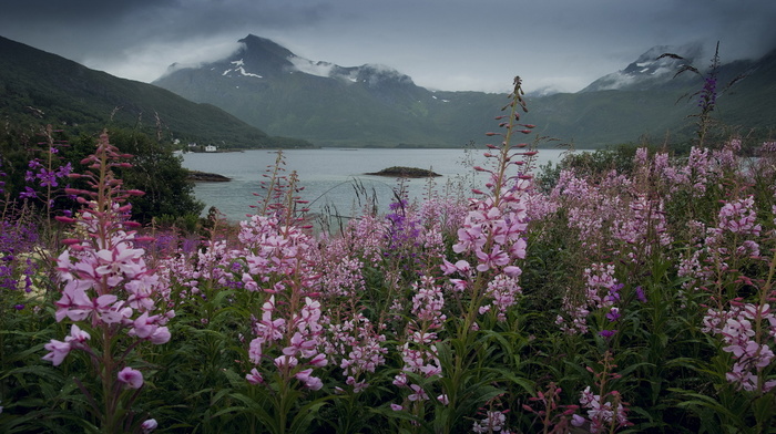 sky, lake, water, mountain, nature, Norway, flowers