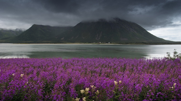 nature, mountain, flowers, water, mist, sky, Norway, lake