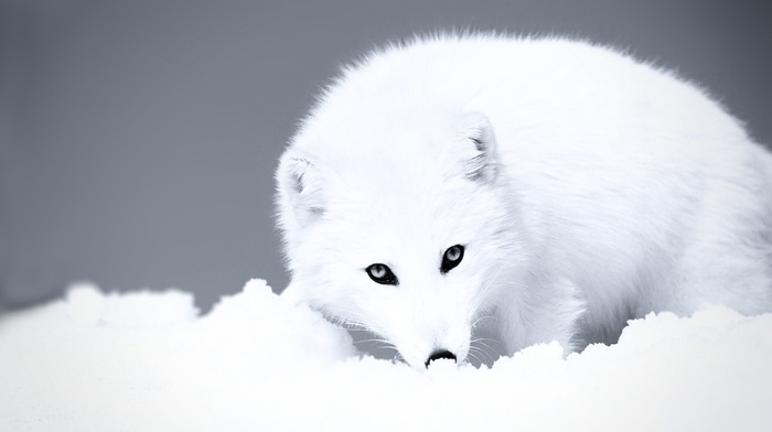 artic wolf