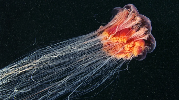 sea life, jellyfish