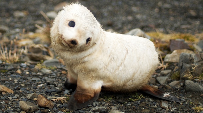 animals, nature