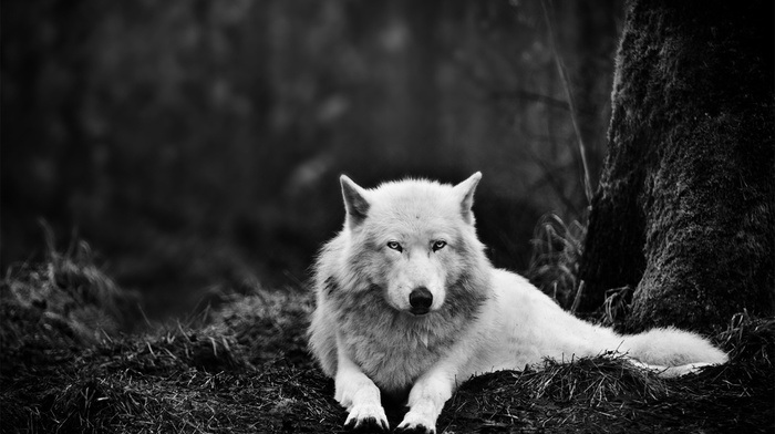 animals, wolf