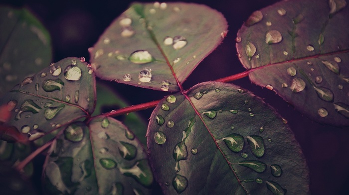 macro, nature, water drops, leaves