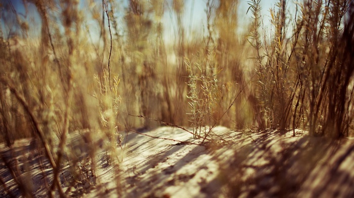 nature, plants, depth of field, sand