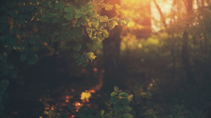 leaves, grass, forest, nature