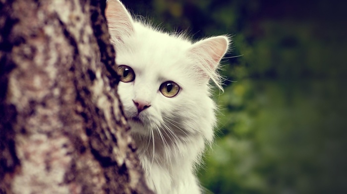 cat, nature, Maine Coon, animals