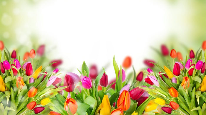 tulips, spring, background, flowers, photoshop