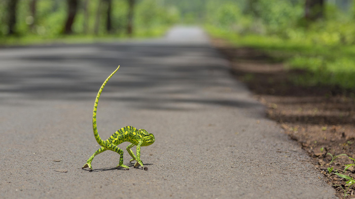 forest, road, jungle, tail, macro