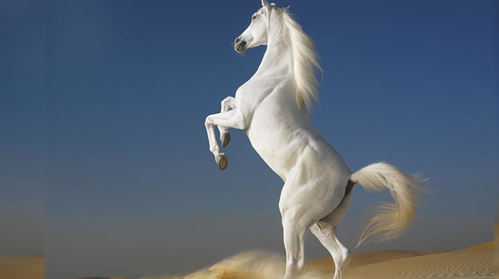 animals, sky, sand, white