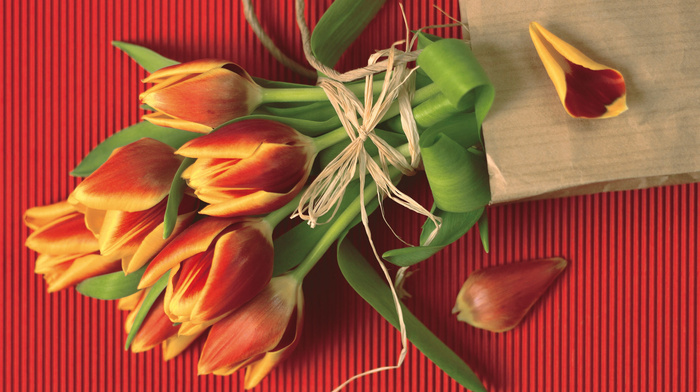 tulips, stunner, red, flowers, green, background
