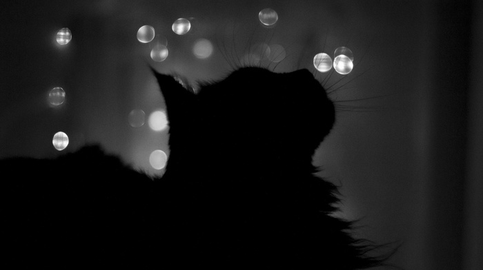 silhouette, animals, cat, bokeh, night