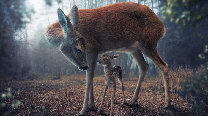realistic, digital art, baby animals, deer, forest, animals