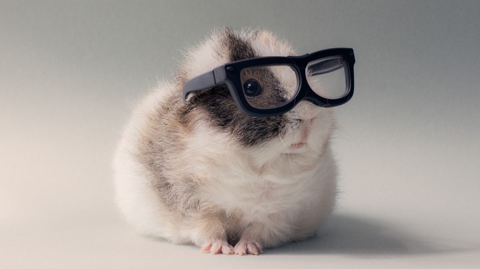 animals, glasses, guinea pigs
