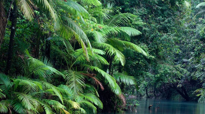 jungles, landscape