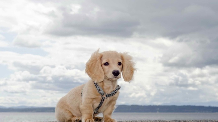 clouds, coast, animals, sky, sight, sea, water, dog