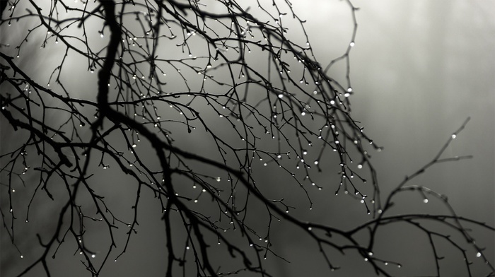 twigs, nature, trees, water drops