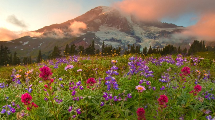 landscape, mountain, flowers, Canada