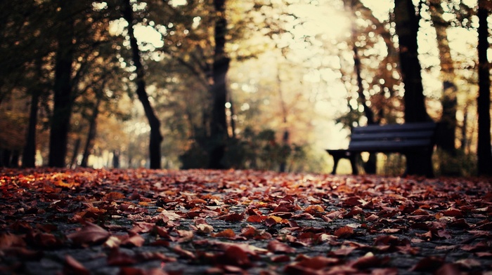 depth of field, leaves, fall, nature, bokeh, bench