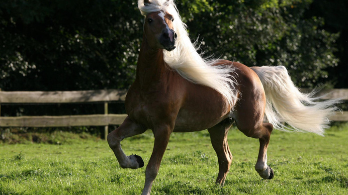 blonde, horse, tail, nature, animals